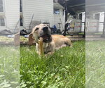 Small #10 Labrador Retriever Mix