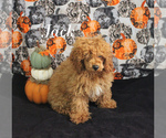 Small #13 Poodle (Toy)