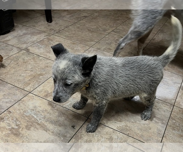 Medium Photo #3 Australian Cattle Dog Puppy For Sale in NORTH TONAWANDA, NY, USA