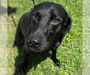 Labrador Retriever Dogs for adoption in San Antonio, TX, USA