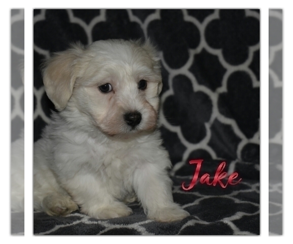 Medium Photo #3 Havanese Puppy For Sale in SUGARCREEK, OH, USA