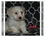 Small Photo #3 Havanese Puppy For Sale in SUGARCREEK, OH, USA