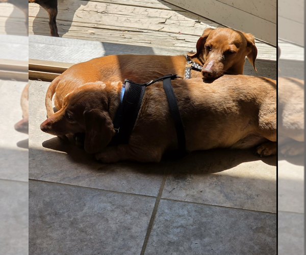 Medium Photo #4 Dachshund Puppy For Sale in Fruitland, SC, USA