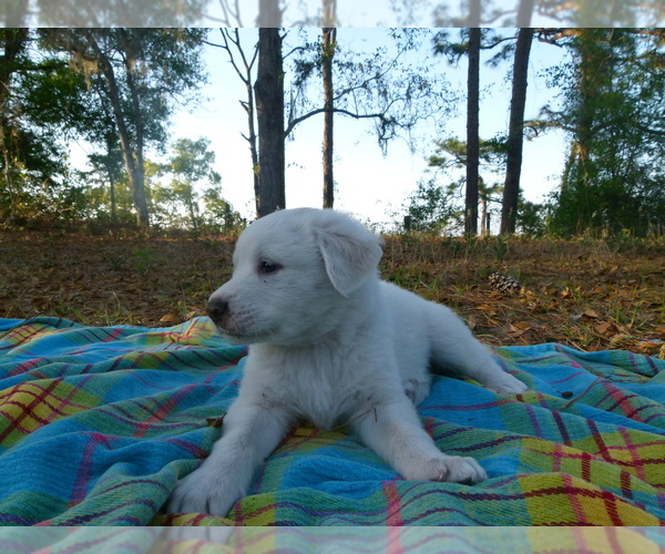 Full screen Photo #11 Akbash Dog Puppy For Sale in BROOKSVILLE, FL, USA