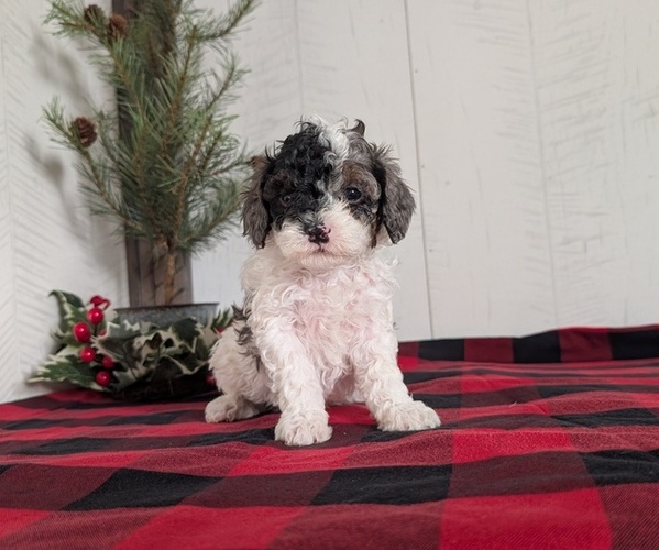 Medium Photo #9 Cockapoo (Miniature) Puppy For Sale in GOSHEN, IN, USA