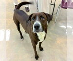 Small Labrador Retriever Mix