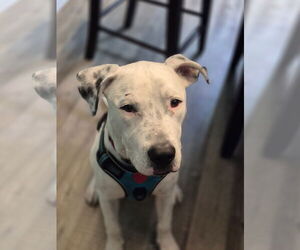 American Bulldog-Unknown Mix Dogs for adoption in Hillsboro, MO, USA