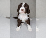 Puppy Chewie Sheepadoodle