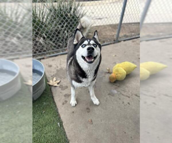 Medium Photo #1 Siberian Husky Puppy For Sale in Chula Vista, CA, USA