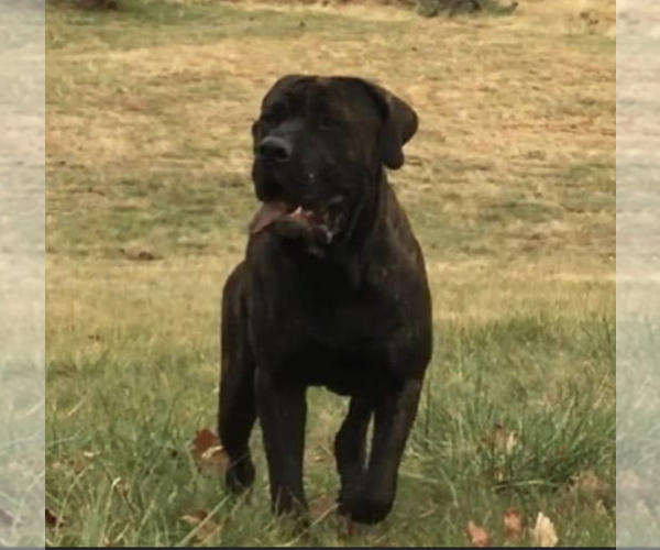 Medium Photo #1 Boerboel-Cane Corso Mix Puppy For Sale in MOUNT AIRY, MD, USA