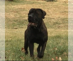 Small Photo #1 Boerboel-Cane Corso Mix Puppy For Sale in MOUNT AIRY, MD, USA