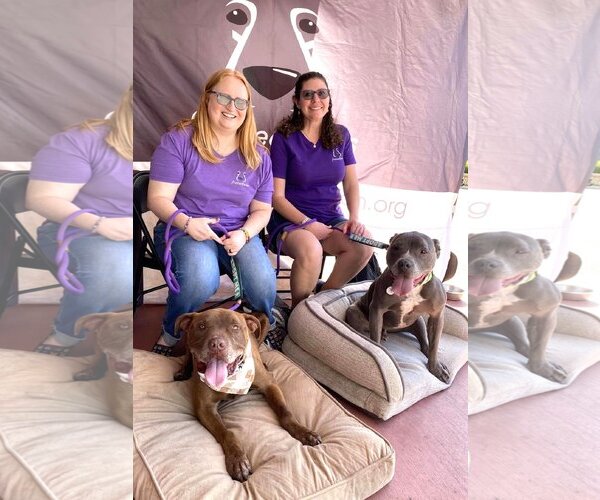 Medium Photo #2 American Pit Bull Terrier Puppy For Sale in  Ramona, CA, USA