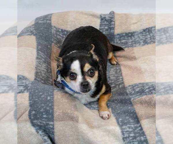 Medium Photo #4 Chihuahua Puppy For Sale in Kennesaw, GA, USA