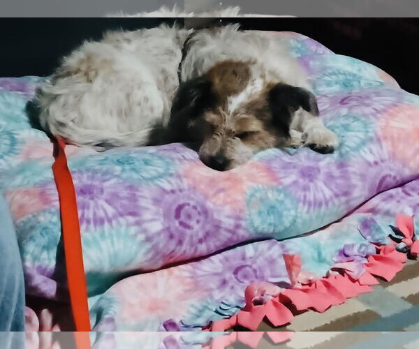 Medium Photo #10 Parson Russell Terrier-Unknown Mix Puppy For Sale in Princeton, MN, USA