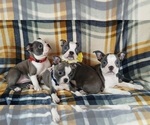 Small Photo #23 Boston Terrier Puppy For Sale in MINERAL WELLS, WV, USA