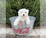 Flynn - Male Maltese Puppy for Sale - Photo #3