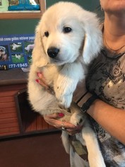 Golden Retriever Puppy for sale in NORTHWOOD, OH, USA
