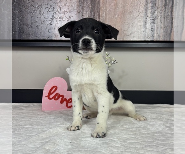 Medium Photo #3 Border Collie Puppy For Sale in FRANKLIN, IN, USA