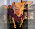 Small #2 American Pit Bull Terrier