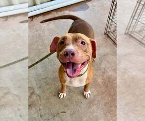 Mutt Dogs for adoption in Abbeville, LA, USA