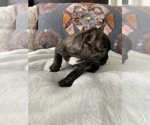 French Bulldog Puppy for sale in JOHNS ISLAND, SC, USA