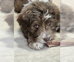 Small #23 Aussiedoodle