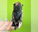 Puppy Orion Belgian Malinois
