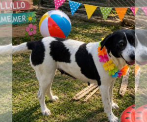 Elowen - Female Border Collie Dog for Adoption - Photo #4