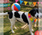 Small #3 Border Collie
