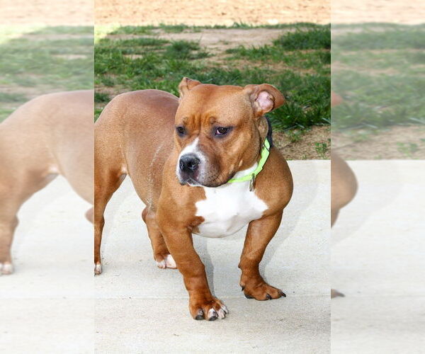 Medium Photo #2 American Pit Bull Terrier-Unknown Mix Puppy For Sale in Evansville, IN, USA