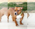 Small #1 American Pit Bull Terrier Mix