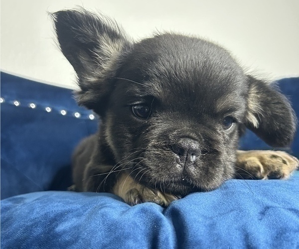 Medium Photo #19 French Bulldog Puppy For Sale in LAS VEGAS, NV, USA