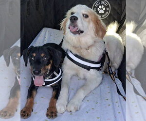 Dachshund Dogs for adoption in Walnutport, PA, USA