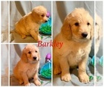 Small Photo #15 Golden Retriever-Goldendoodle Mix Puppy For Sale in LEICESTER, NC, USA