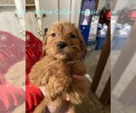 Small Photo #6 Golden Retriever Puppy For Sale in ELLSWORTH, KS, USA