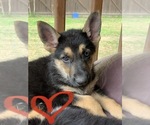 Small Photo #2 German Shepherd Dog Puppy For Sale in DUNN, NC, USA