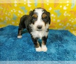 Small Photo #85 Bernedoodle Puppy For Sale in COLORADO SPRINGS, CO, USA