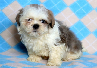 Shih Tzu Puppy for sale in MOUNT JOY, PA, USA