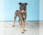 Small #1 Dutch Shepherd  Mix