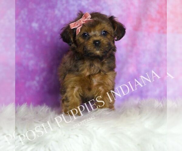 Medium Photo #136 Yorkipoo Puppy For Sale in WARSAW, IN, USA
