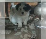 Small Photo #1 Mal-Shi-Poodle (Miniature) Mix Puppy For Sale in SALEM, MA, USA