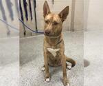 Small Carolina Dog-German Shepherd Dog Mix