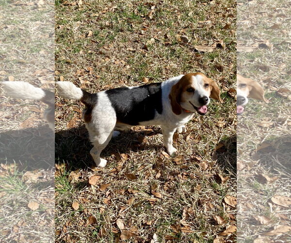Medium Photo #8 Beagle Puppy For Sale in Chesapeake, VA, USA