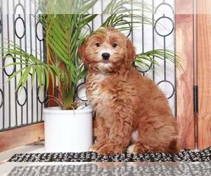Goldendoodle (Miniature) Puppy for sale in NAPLES, FL, USA