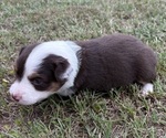 Small #1 Miniature Australian Shepherd