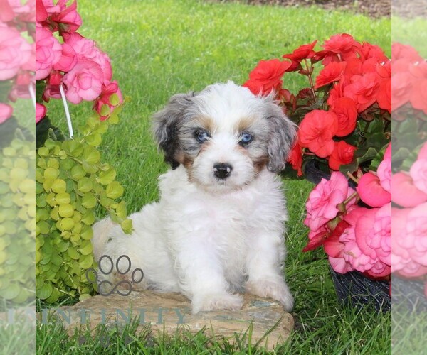 Medium Photo #4 Cavapoo Puppy For Sale in KIRKWOOD, PA, USA