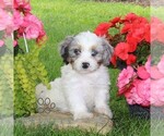 Small #3 Cavapoo