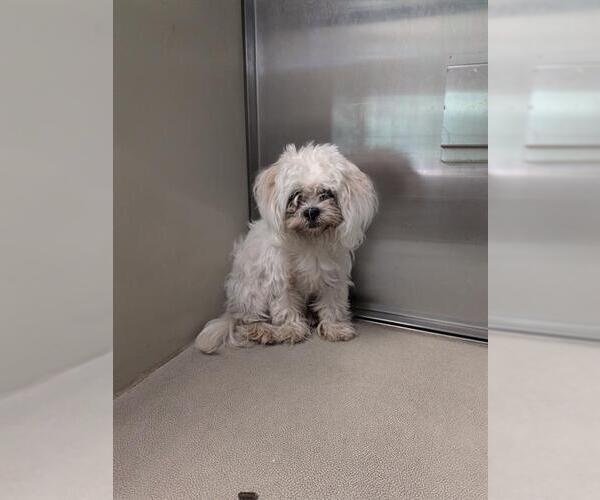 Medium Photo #1 Maltese Puppy For Sale in Sacramento, CA, USA