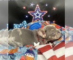 Small Photo #9 French Bulldog Puppy For Sale in RICHARDS, TX, USA