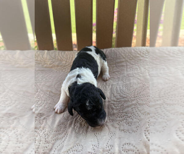 Medium Photo #4 Bernedoodle Puppy For Sale in CASTLE ROCK, CO, USA